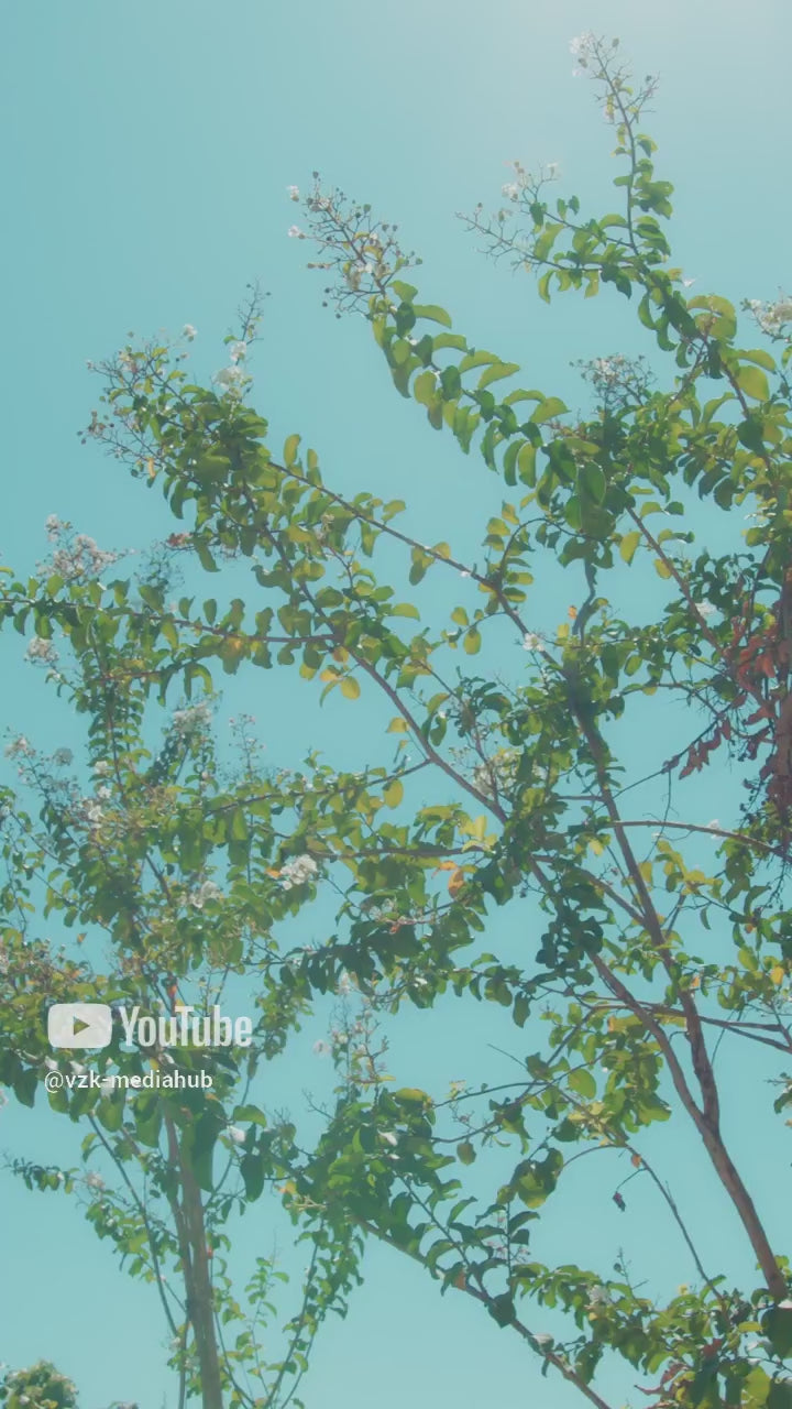 Carregar vídeo: